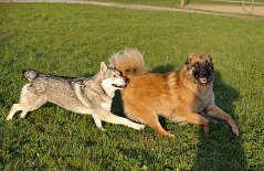 DSC_0501 Dante und Neo