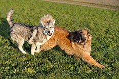 DSC_0504 Dante und Neo