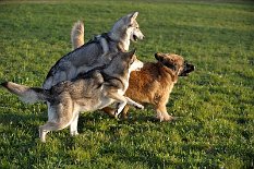 DSC_0508 ...und gemeinsam machen Yasha und Shaya dem Neo das Leben schwer ;)...