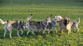 DSC_0519 Nocona, Shaya, Dante, Yasha's Nase und Timish's Hintern rund um Neo ;)