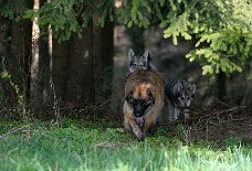 DSC_0746 Neo kommt aus dem Wald angeschlichen