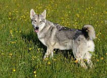 DSC_0946 Yasha