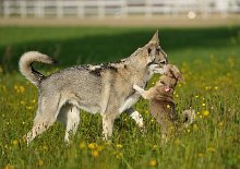 DSC_1200 Louis ist total verknallt und Timish findet Louis auch ganz gut :).