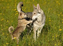 DSC_1216 Louis flirtet auf Teufel komm raus!