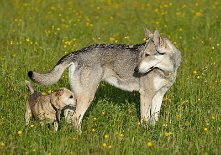 DSC_1236 Louis und Timish