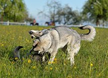 DSC_1247 Yari schmeißt sich hin