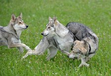 DSC_9930 Gesichtsgymnastik ;)