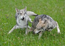 DSC_9931 Schnell weg hier!