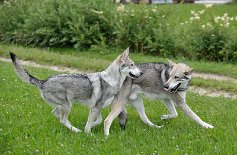 DSC_9935 Yasha und Cheveyo