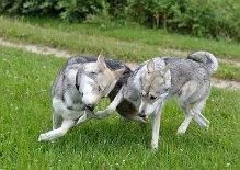 DSC_9936 Cheveyo macht die Augen zu