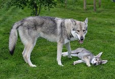 DSC_0808 Mato und Enya