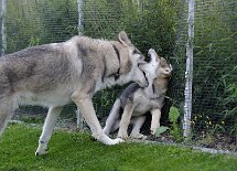 DSC_0813 Enya versucht sich gegen ihren Halbbruder zu wehren