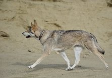 DSC_3391 Shaya