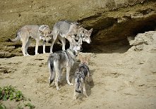 DSC_3402 Shaya, Timish, Yasha und Enya