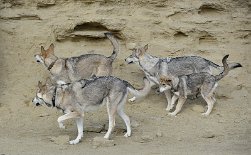 DSC_3461 Timish, Shaya, Yasha und Enya