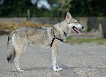 DSC_4989 Gino