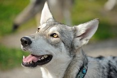 DSC_4995 Yasha