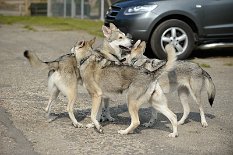 DSC_4998 Gino wird umgarnt
