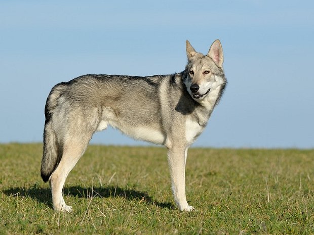 21-03-2014 Besuch von Kenai Am Wochenende um den 21. März durften wir "Hundesitter" bei Timish's Sohn Kenai spielen. Er war zum ersten Mal ohne...
