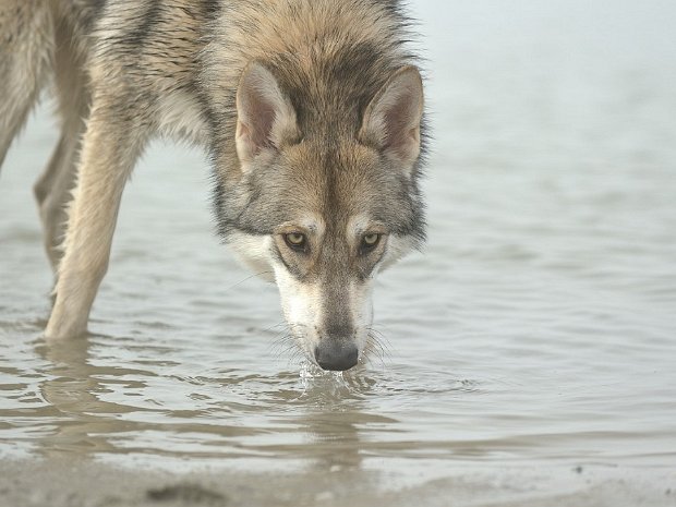 08-04-2015 Am Strand in NL mit Pinu'u
