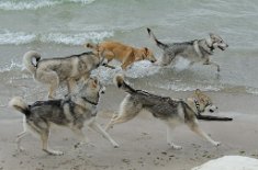 DSC_0842 Bowie, Yari, Enya, Leo und Yasha