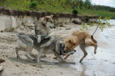 DSC_0926 Shaya und Yasha toben mit Leo!