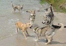 DSC_0963 Leo und Timish schauen sich in die Augen