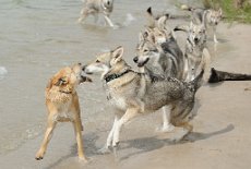 DSC_0965 Leo und Timish