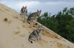 DSC_1479 Enya, Timish und Yasha
