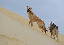 DSC_1488 Leo, der Wüstenhund