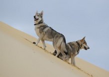 DSC_1497 Yasha und Shaya
