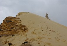 DSC_1501 Yasha im Sandsturm