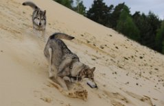 DSC_1505 Vollbremsung