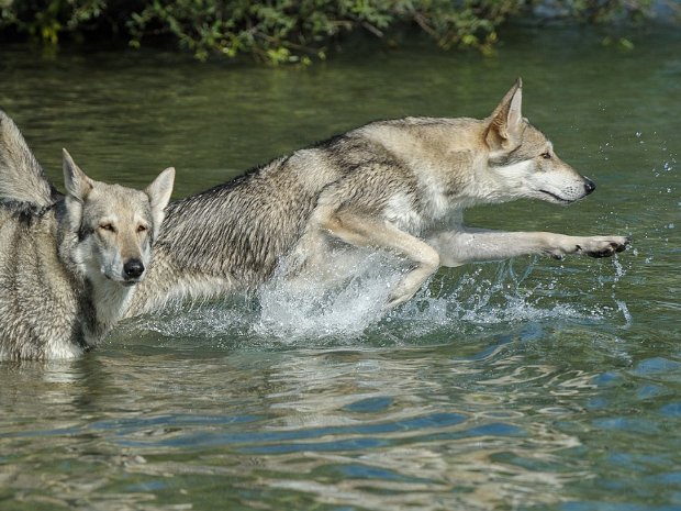 25-07-2015 Am Baggersee mit Enisha und Boston (Teil 1)