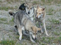 DSC_1770 Enisha flüchtet vor Enya und Boston