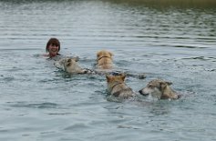 DSC_2173 Yasha, Boston, Enisha und Enya schwimmen mit Anke