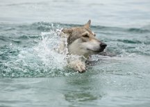 DSC_2189 Enya versucht ständig, ihre Schwimmkünste zu verbessern....aber wie heißt es so schön? 