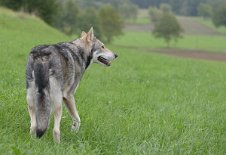 DSC_0319 Skôn