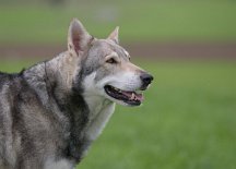 DSC_0324 Skôn