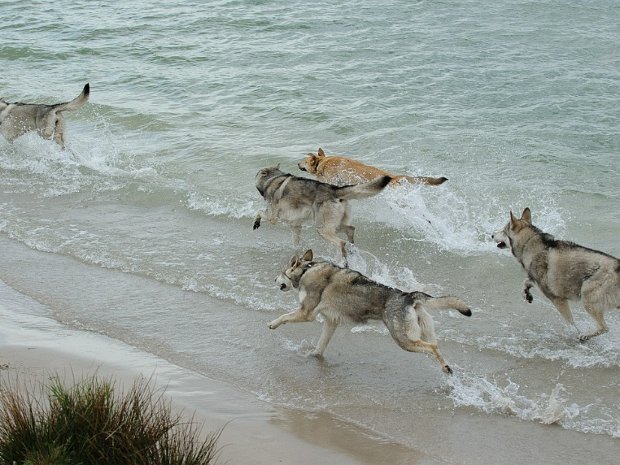 09-05-2015 Treffen mit Yari, Bowie, Dusty und Leo an einem See (Teil 1) Im Mai waren wir zu Besuch bei Yari's Frauchen. Wir haben einen Ausflug an einen See gemacht, wo auch Ingo mit...