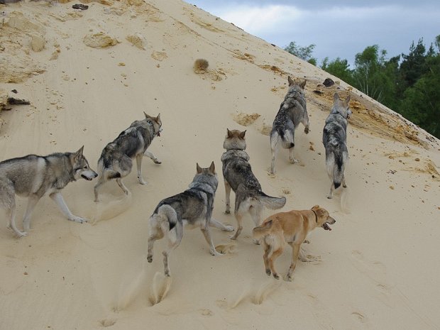 09-05-2015 Treffen mit Yari, Bowie, Dusty und Leo an einem See (Teil 3) Das ist der dritte und letzte Teil unseres Ausfluges an einen See mit Yari, Bowie, Leo und Dusty. Unterwegs haben wir...