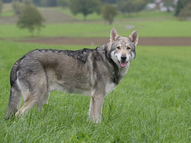 15-09-2015 Besuch von Enzo Mitte September 2015 war Shaya's Sohn Enzo aus den Niederlanden mit Frauchen und Herrchen zu Besuch. Wir haben uns so...