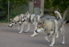 DSC_7553 Enya, Caleb und Shaya