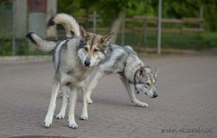 DSC_7554 Shaya etwas windschief - das passiert schon mal, wenn man Leckerlies im Visier hat ;)