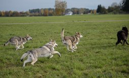 DSC_4056 ...auf Lokhim ;)...