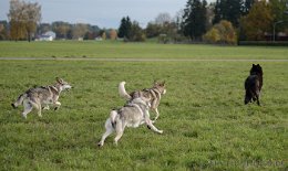 DSC_4057 Lokhim gibt Gummi!!