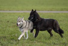 DSC_4067 Lokhim findet Yasha gut :)