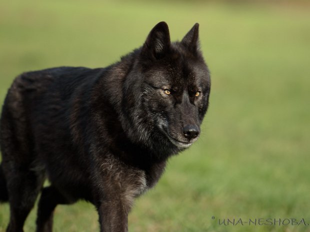 02-11-2018 Treffen mit AWH's Lone und Lokihm Am 2. November 2018 trafen wir uns zum ersten Mal mit den zwei Amerikanischen Wolfhunden Lokihm und Lone zusammen mit...