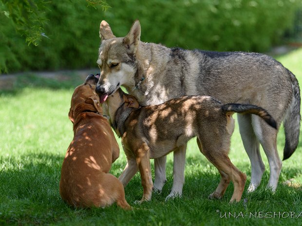 31-08-2019 Findelkinder Cosma und Ciara sowie Juna zu Besuch