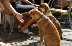 DSC_5047 Cosma gibt Pfote